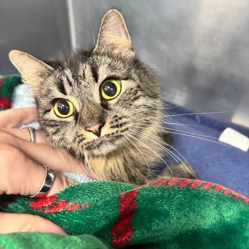 An adult large-sized female Gray / Blue / Silver Domestic Medium Hair cat named Annabell for adoption in Brockton, MA