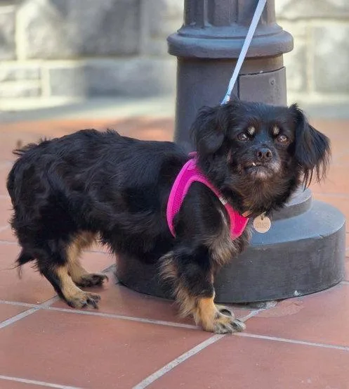 An adult small-sized female Cavalier King Charles Spaniel dog named Moana for adoption in Anaheim Hills, CA
