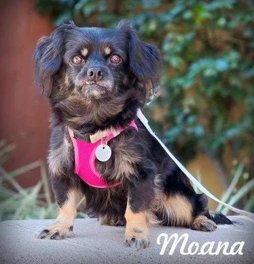 Moana thumbnail 2