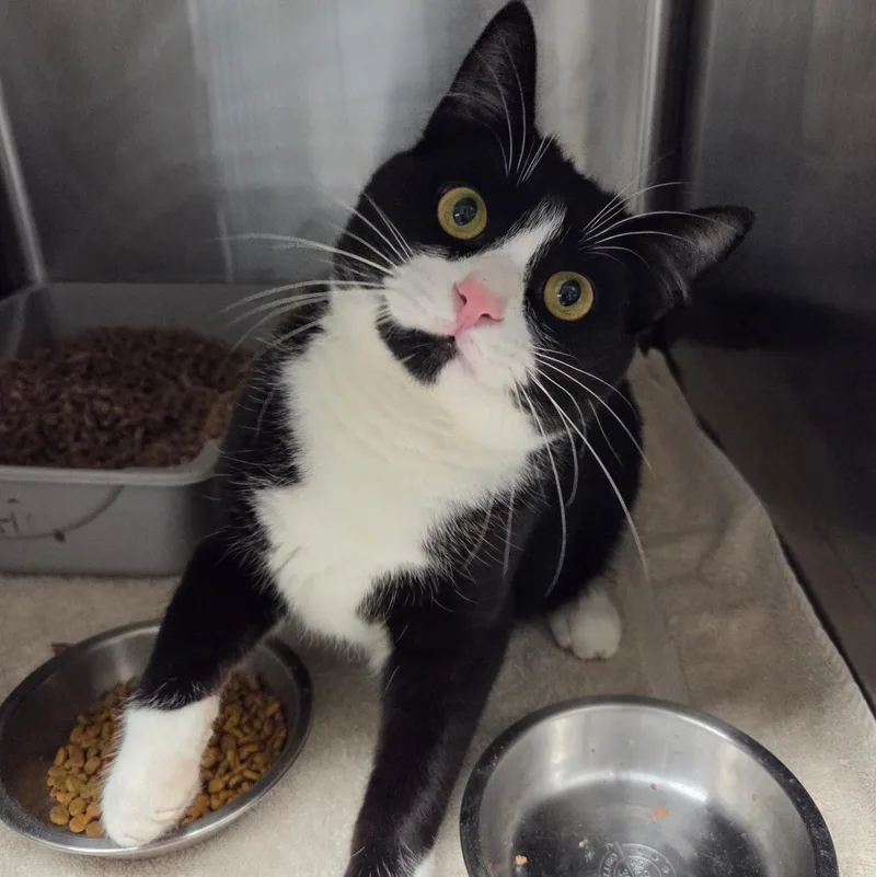 A baby medium-sized male Black & White / Tuxedo Domestic Short Hair cat named Austin for adoption in Warwick, RI