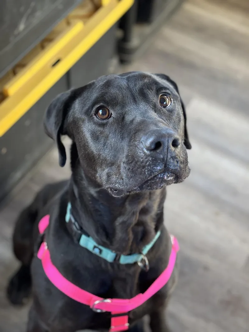 An adult extra large-sized male Labrador Retriever dog named Buddy for adoption in Stagecoach, NV