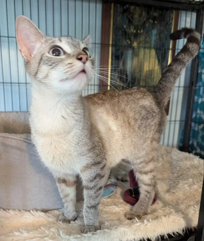 An adult medium-sized female Siamese cat named Zucchini for adoption in Ocala, FL