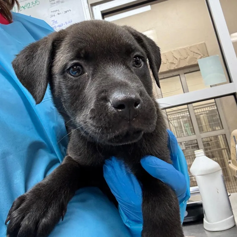 A baby small-sized male Brown / Chocolate Black Mouth Cur dog named Gary Cooper for adoption in Birmingham, AL