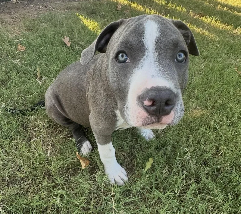 A baby large-sized male Gray / Blue / Silver Pit Bull Terrier dog named Huck for adoption in Pelham, NH