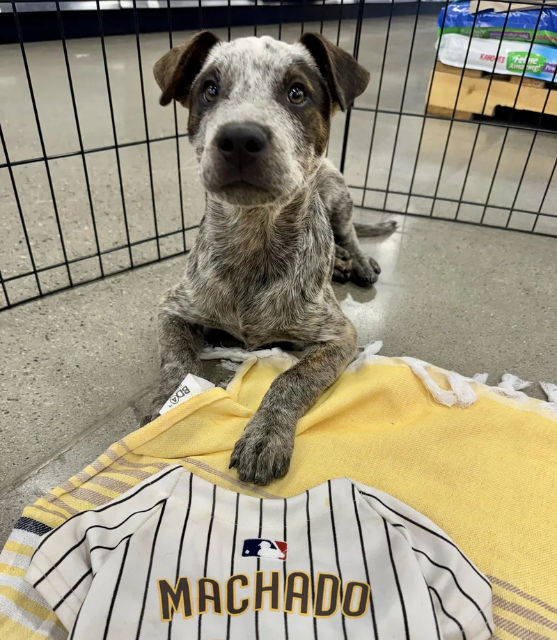 A baby medium-sized male Australian Cattle Dog / Blue Heeler dog named Machado for adoption in El Cajon, CA