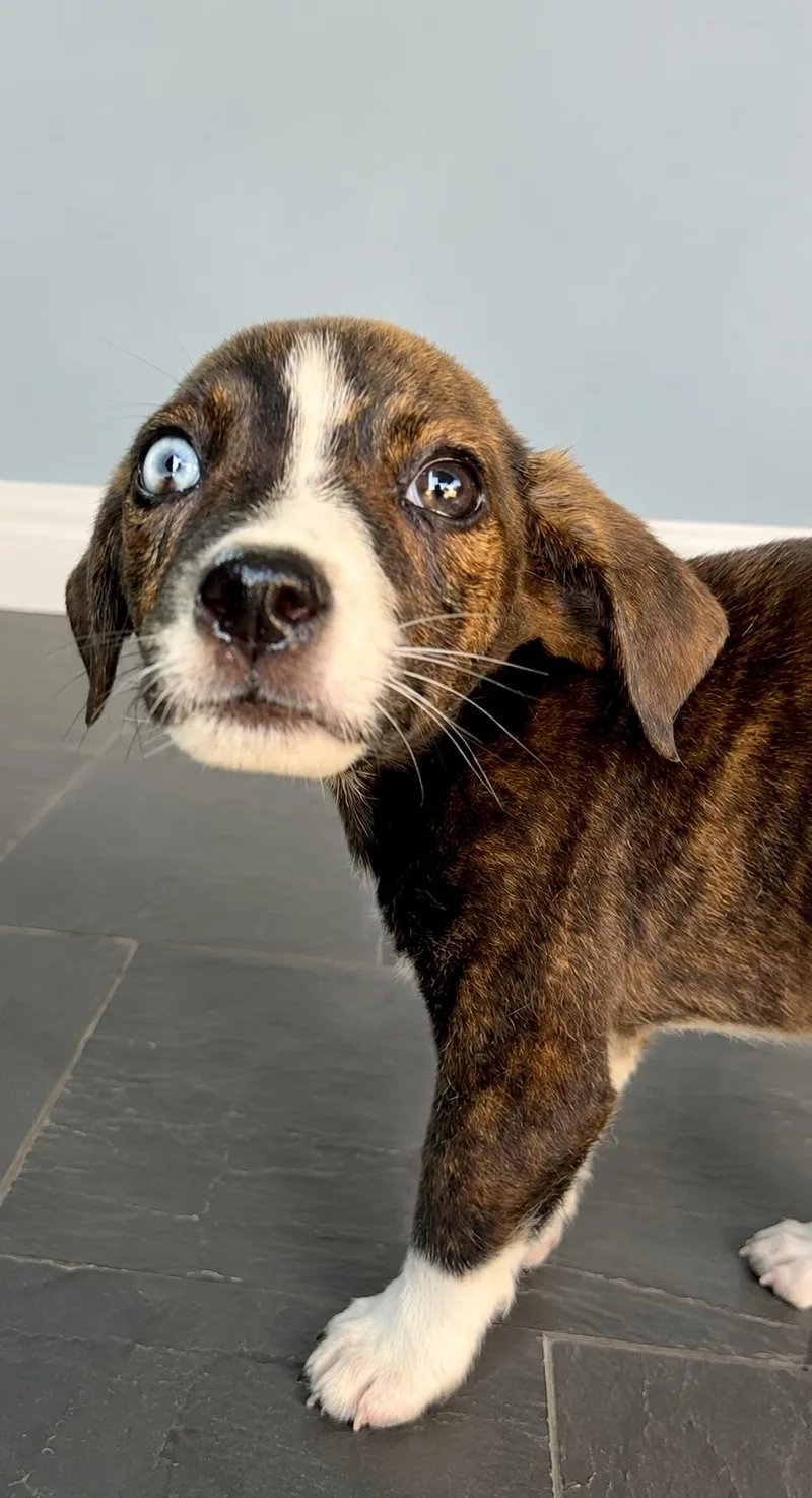 A baby medium-sized male Brindle Australian Shepherd dog named Natsu for adoption in Pleasant Valley, NY