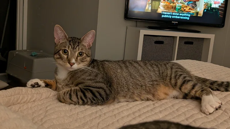 A baby medium-sized male Tabby (Brown / Chocolate) Domestic Short Hair cat named Luke for adoption in Orange, CA