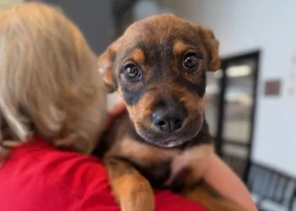 A baby small-sized female Mixed Breed dog named Chiquita for adoption in West Chester, PA