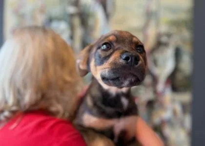 Chiquita thumbnail 2