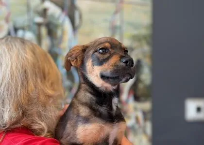 Chiquita thumbnail 3