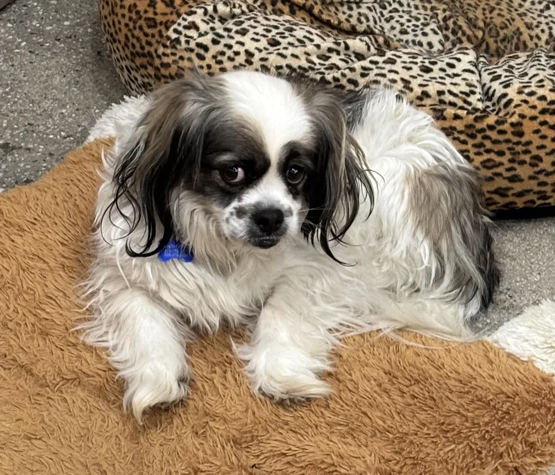 Furcules thumbnail 2