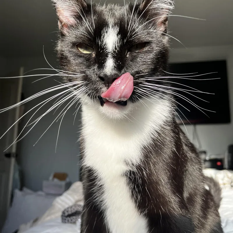 An adult medium-sized male Black & White / Tuxedo American Shorthair cat named Felix for adoption in Ripon, CA