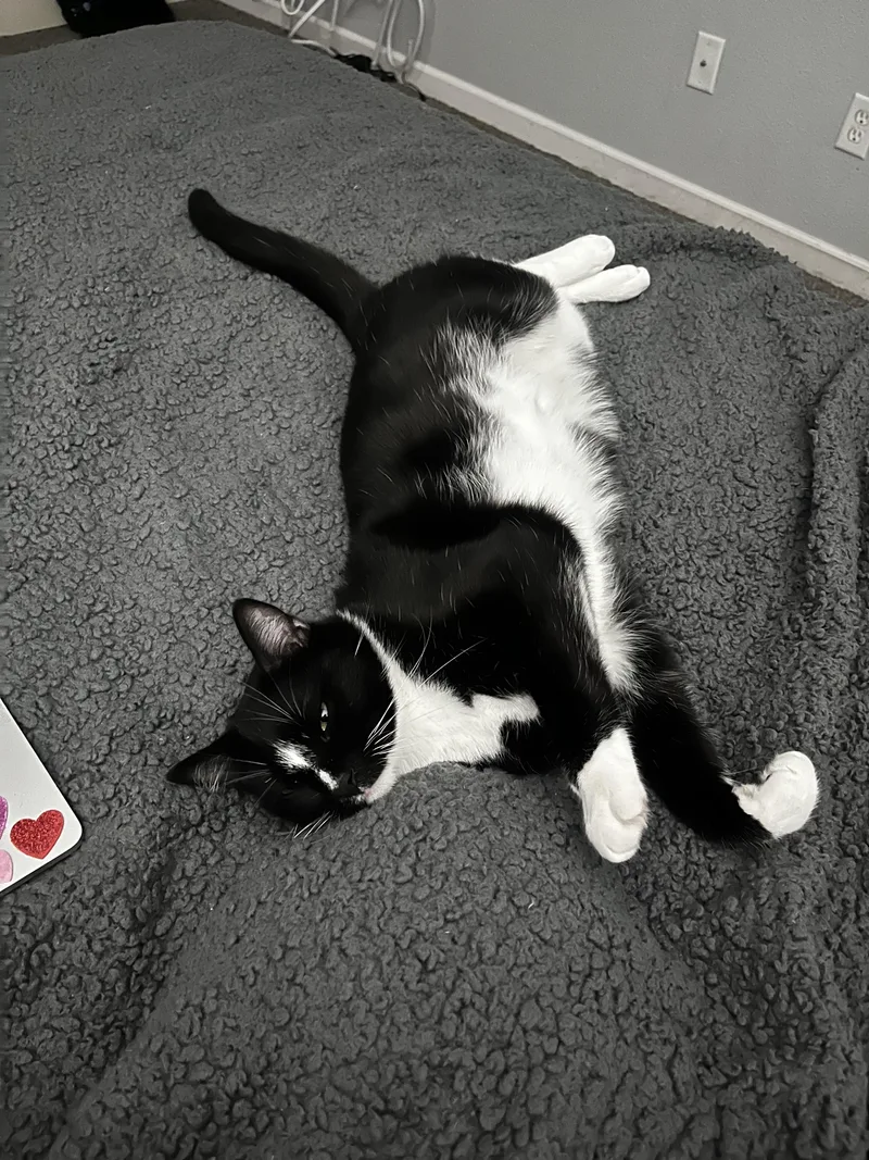Felix thumbnail 4