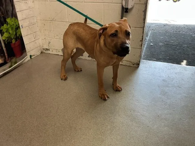 A young large-sized female Mastiff dog named Patty for adoption in San Bernardino, CA