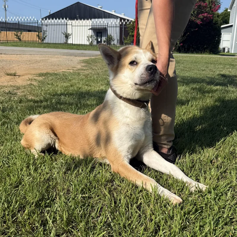 An adult medium-sized male Yellow / Tan / Blond / Fawn Shiba Inu dog named Casey for adoption in Columbia, SC