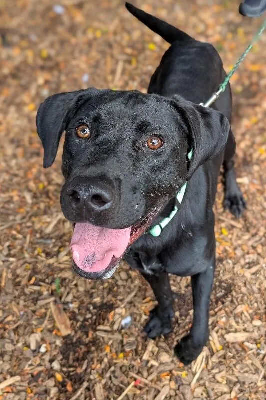 An adult large-sized male Black Mixed Breed dog named Flower Power for adoption in Cincinnati, OH