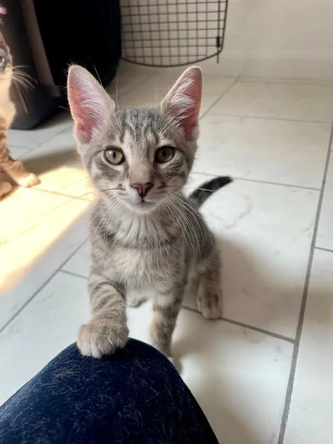 A baby medium-sized male Tabby (Gray / Blue / Silver) Domestic Short Hair cat named Slater for adoption in Little Falls, NJ