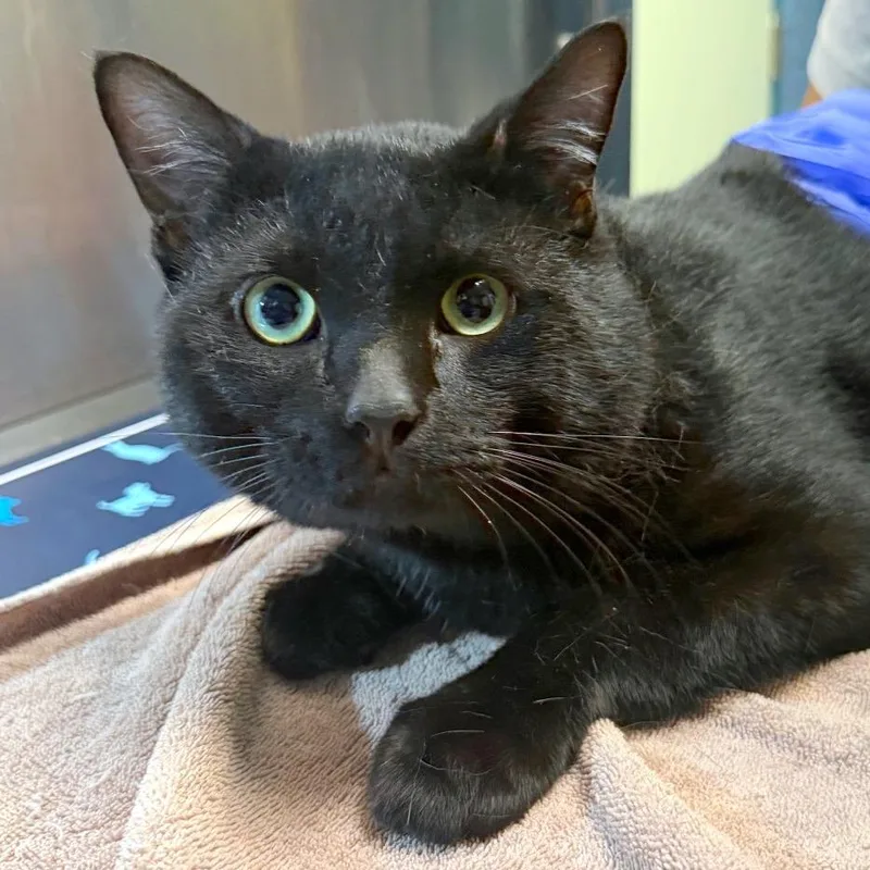 An adult large-sized male Black Domestic Short Hair cat named Cold Brew for adoption in Providence, RI