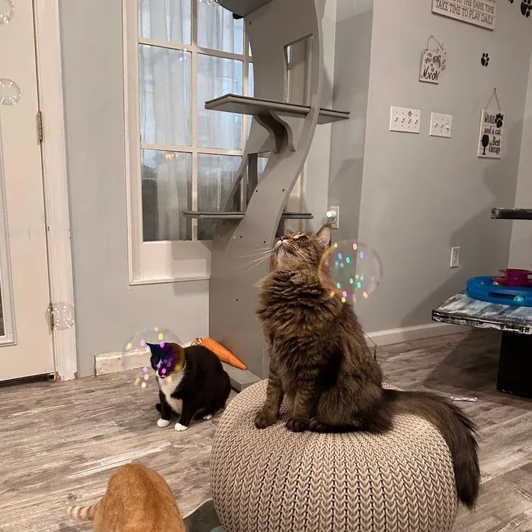 An adult small-sized male Domestic Long Hair cat named Loki for adoption in Greensburg, PA