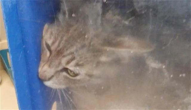 A young medium-sized female Domestic Short Hair cat named Violet for adoption in San Jose, CA