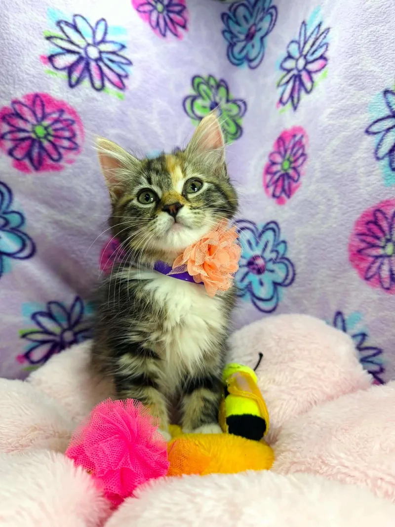 A young medium-sized female Calico Ragamuffin cat named Royalty for adoption in Tavares, FL