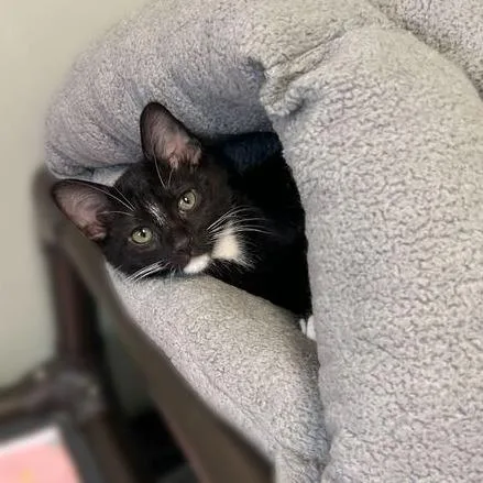 A baby small-sized female Black Domestic Short Hair cat named Orca for adoption in Davenport, IA