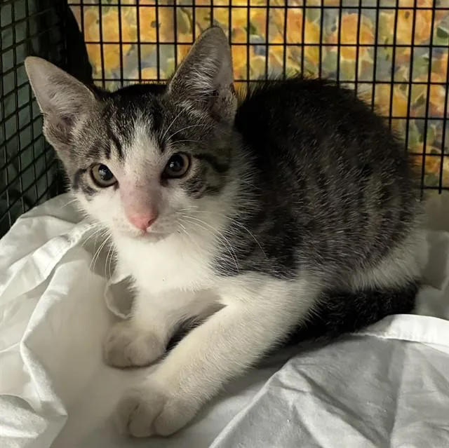 A baby large-sized male Domestic Short Hair cat named Pinocchio for adoption in Fort Lauderdale, FL