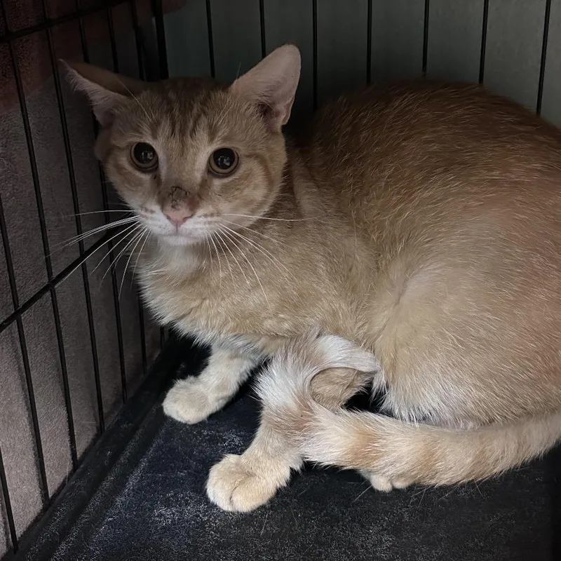 An adult large-sized male Orange / Red Domestic Short Hair cat named Ollie for adoption in Las Vegas, NV