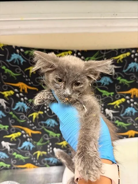 A baby small-sized male Domestic Long Hair cat named Clayton for adoption in Riverside, CA