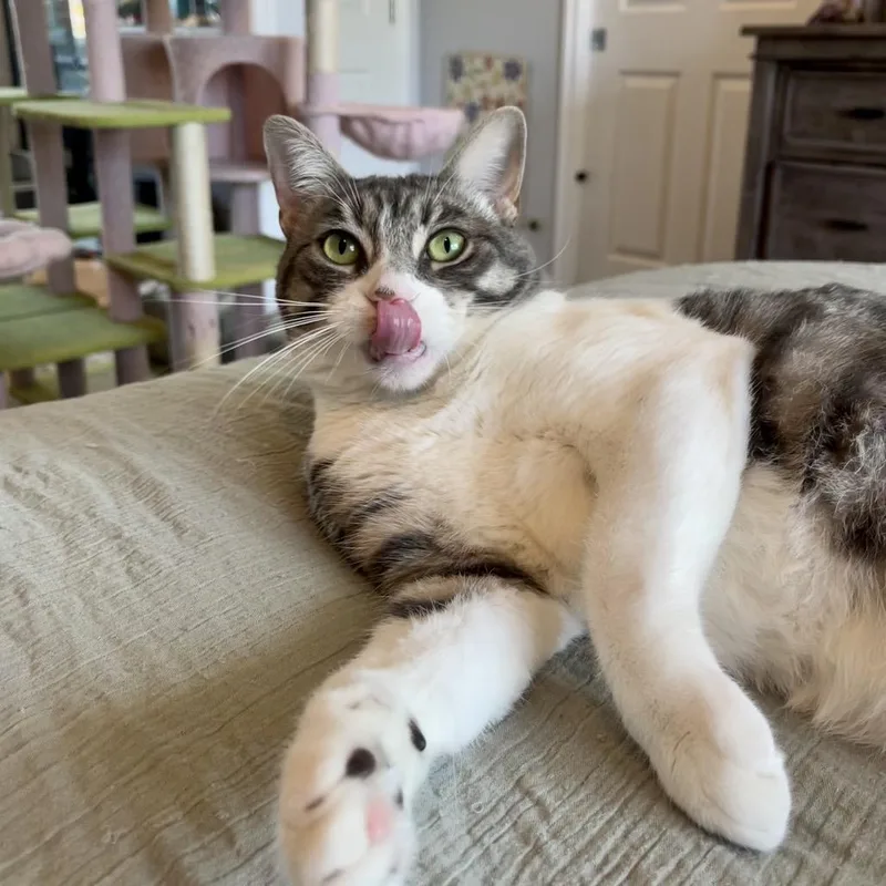 An adult small-sized female Gray / Blue / Silver Domestic Short Hair cat named Heather for adoption in Costa Mesa, CA