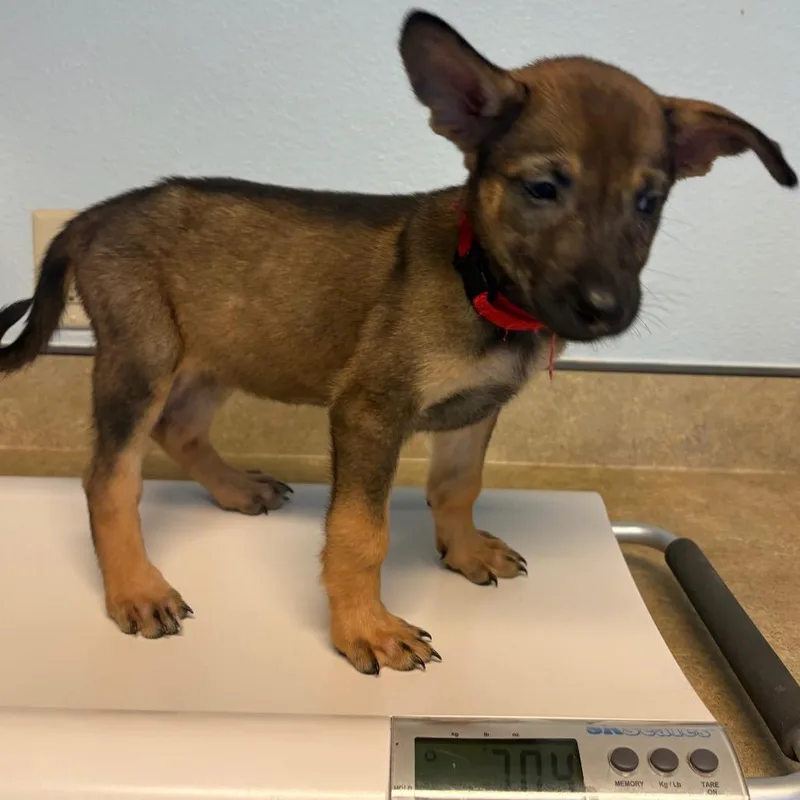 A baby small-sized female Brown / Chocolate Mixed Breed dog named Moon for adoption in Flagstaff, AZ