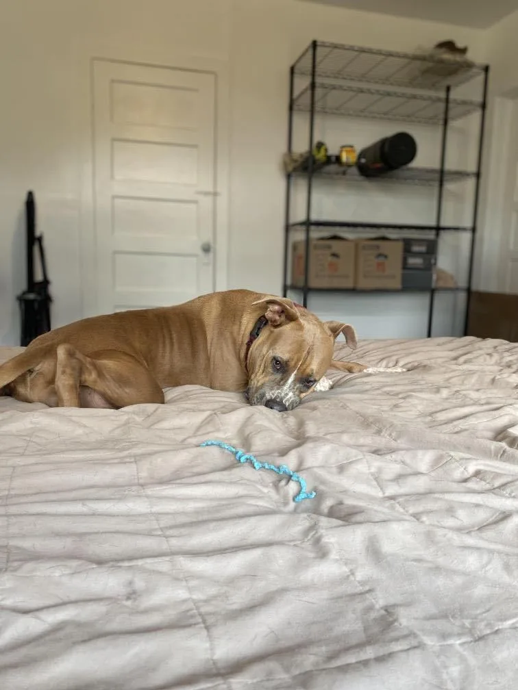 An adult large-sized male Apricot / Beige Pit Bull Terrier dog named Vegas for adoption in Houston, TX