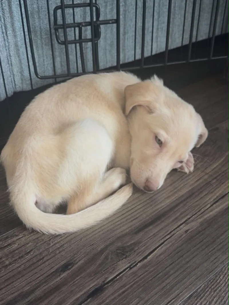 Hazel Baby
