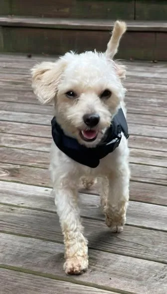 A young small-sized male Maltese dog named Teddy for adoption in Matthews, NC