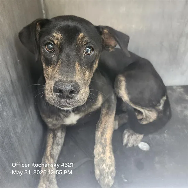 A young medium-sized female Terrier dog named Shirley for adoption in San Antonio, TX