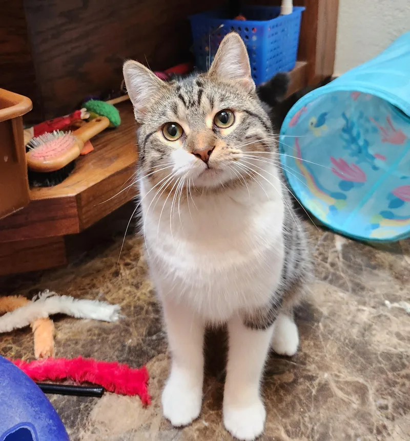 A young large-sized male Tabby (Buff / Tan / Fawn) Domestic Short Hair cat named Warrior for adoption in Oklahoma City, OK