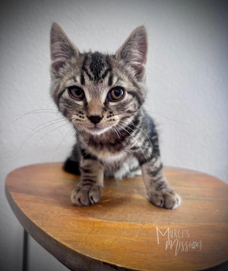 A baby medium-sized male Brown / Chocolate Domestic Short Hair cat named Ellis for adoption in Spokane , WA