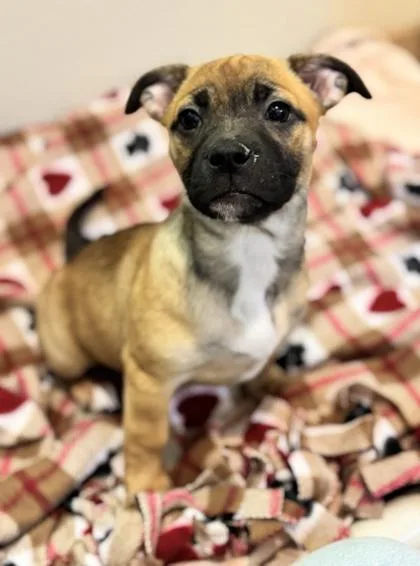 A baby medium-sized female Mixed Breed dog named Marykate Olsen for adoption in Pleasanton, CA