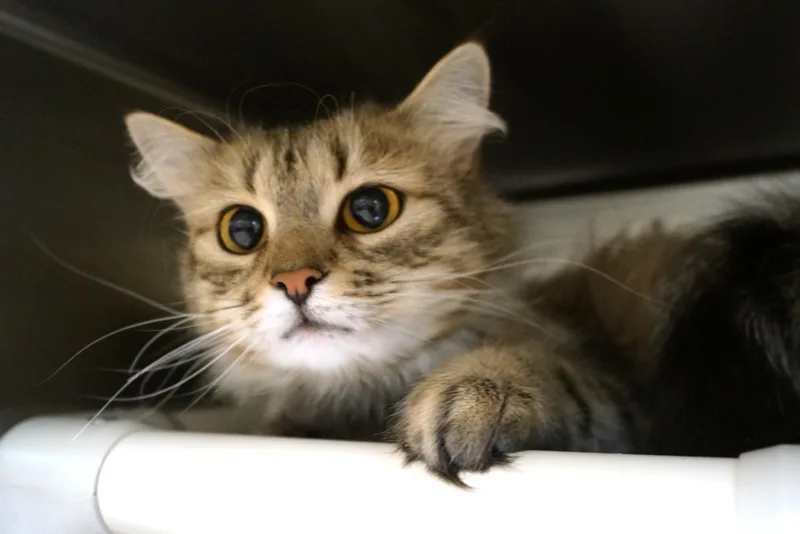 Phoebe thumbnail 3