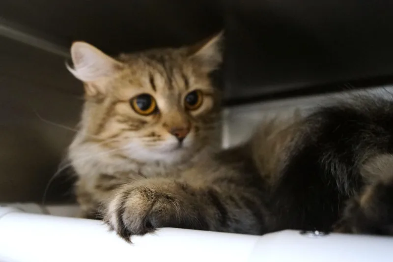 Phoebe thumbnail 5