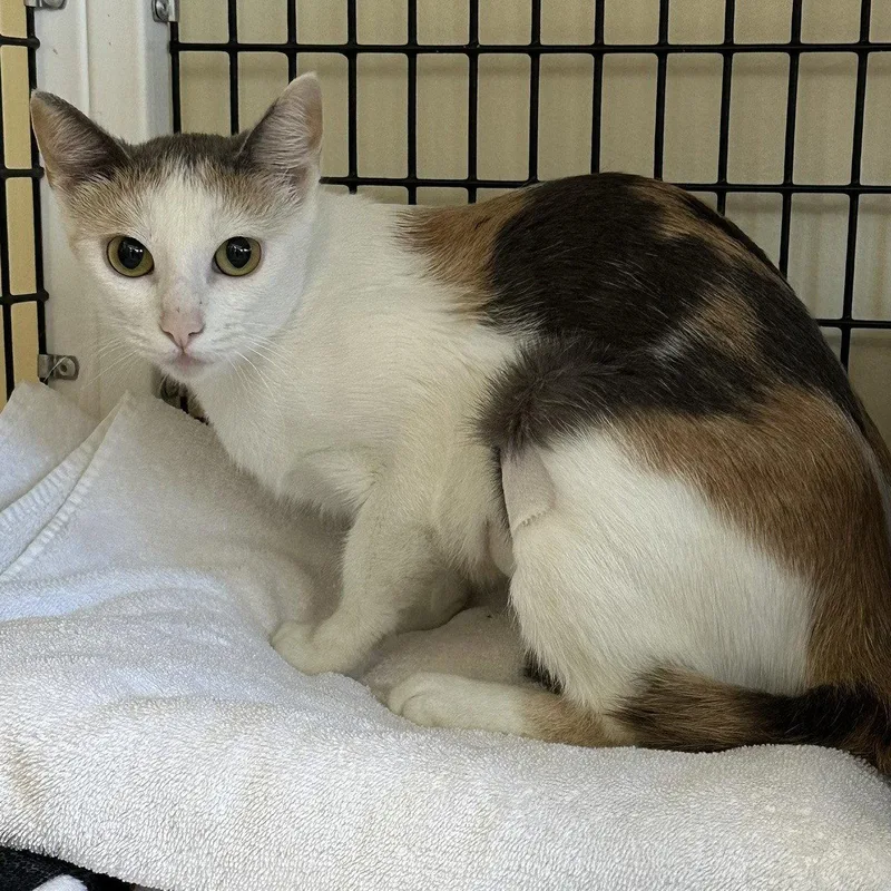 An adult small-sized female Domestic Short Hair cat named Sophia for adoption in Burlingame, CA