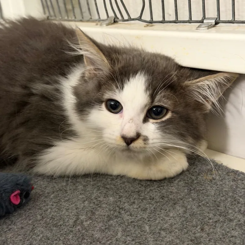 A baby small-sized female Gray / Blue / Silver Domestic Long Hair cat named Bloom for adoption in Hampton Bays, NY