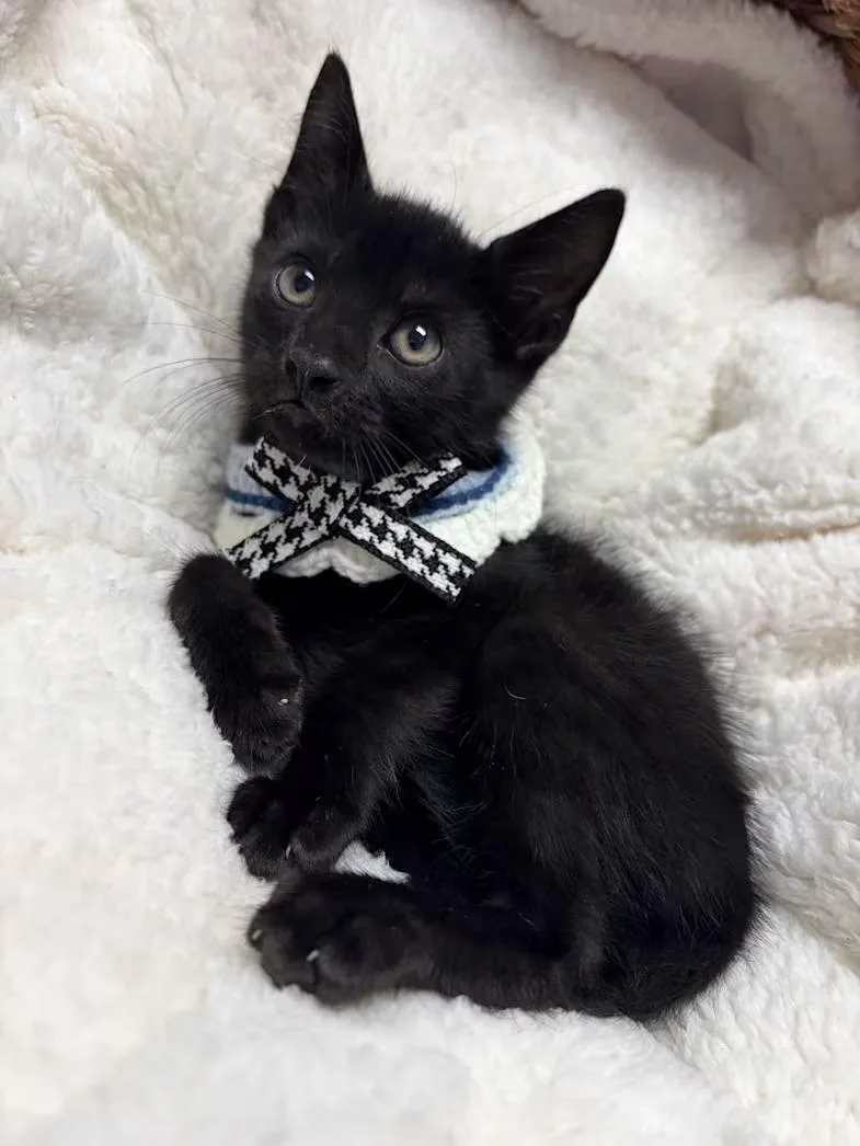 A baby medium-sized male Black Domestic Short Hair cat named Shakespeare for adoption in Greensboro, NC