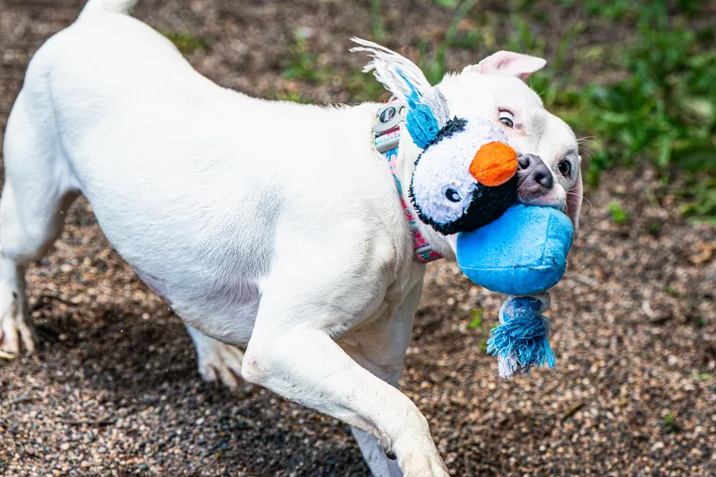 A young medium-sized female White / Cream American Staffordshire Terrier dog named Camo for adoption in Red Wing, MN