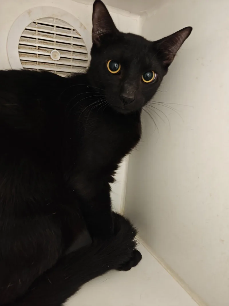 A young medium-sized male Domestic Short Hair cat named Harold for adoption in Phoenix, AZ
