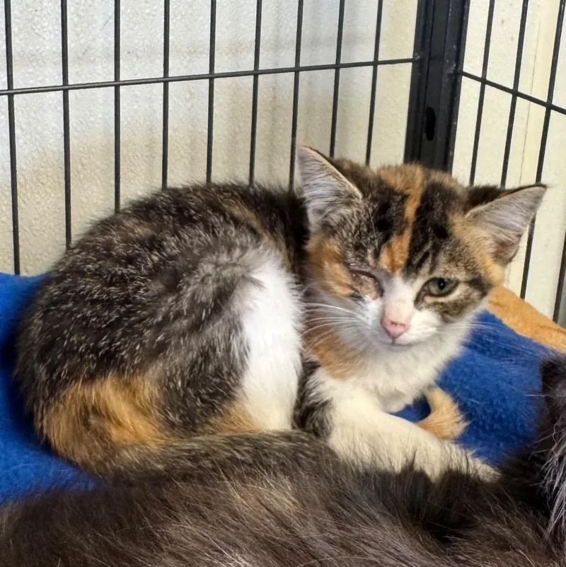 A baby medium-sized female Domestic Short Hair cat named Greta for adoption in Saginaw, MI