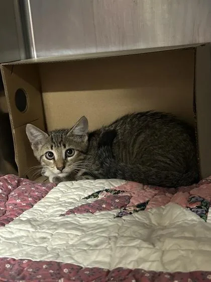 A baby small-sized male Domestic Short Hair cat named Cosmo for adoption in Largo, FL
