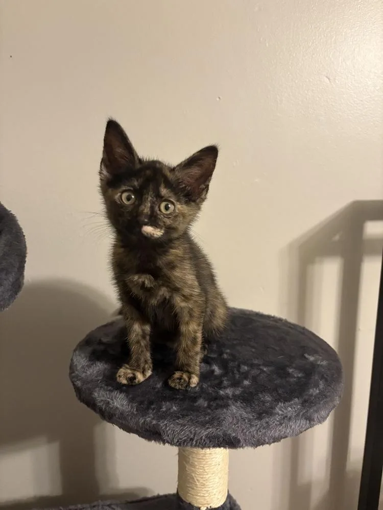 A baby medium-sized female Domestic Short Hair cat named Passionfruit for adoption in Clinton Township, MI