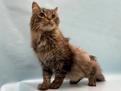 An adult small-sized male Domestic Long Hair cat named Homie for adoption in Coon Rapids, MN