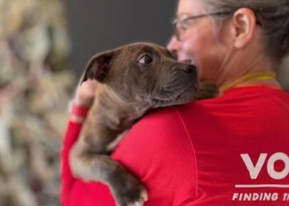 A baby medium-sized female Mixed Breed dog named Rockadile Red D for adoption in West Chester, PA